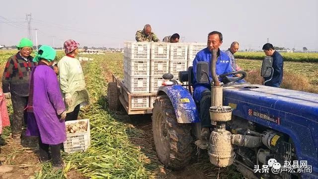 生姜种植致富案例_致富经生姜种植技术视频_致富生姜案例种植视频