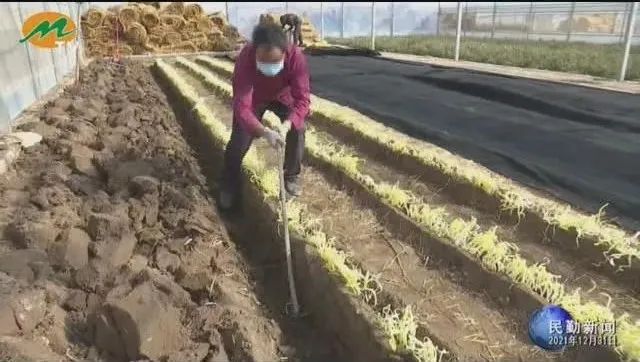 韭黄种植技术视频教程_韭黄种植技术及效益_韭黄种植技术和利润