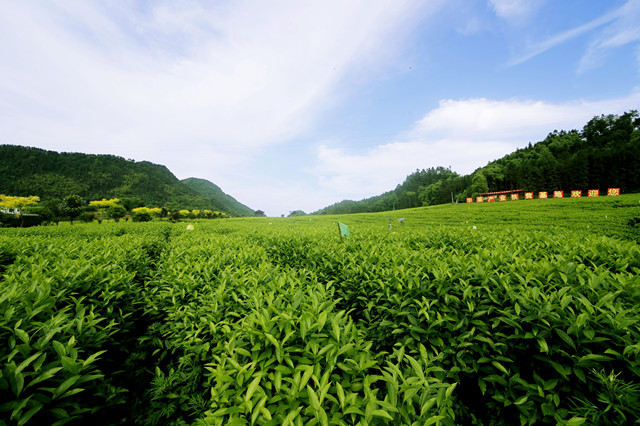 益阳农民种植致富_农民种地致富_致富种植农民益阳有补贴吗