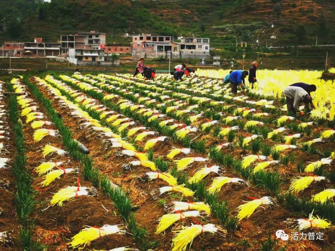 韭黄种植技术和利润_韭黄种植技术及效益_韭黄种植新技术视频