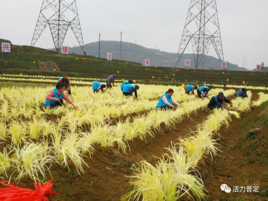 韭黄种植新技术视频_韭黄种植技术和利润_韭黄种植技术及效益