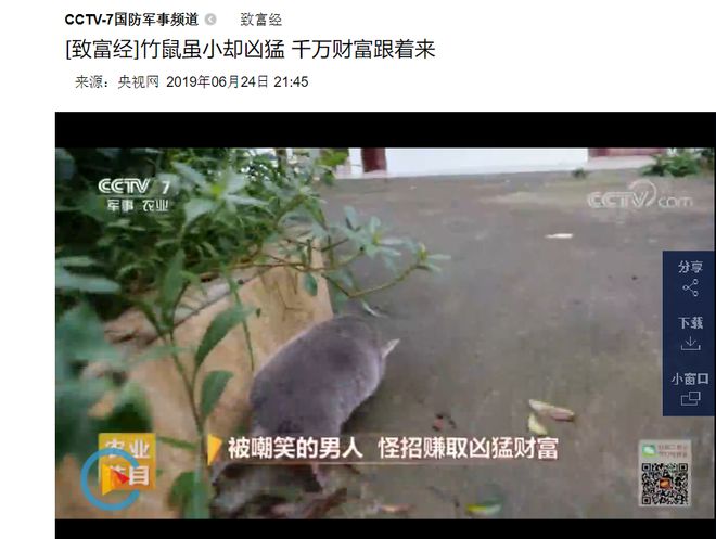 养殖蓝孔雀赚钱吗_养殖蓝孔雀国家有补贴吗_cctv致富经蓝孔雀养殖