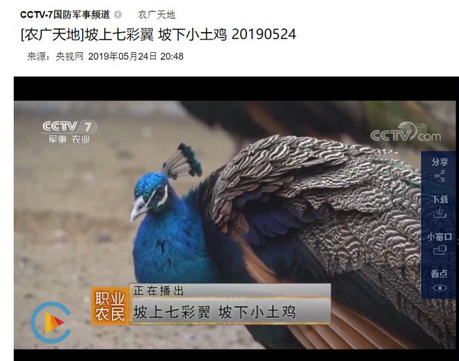 养殖蓝孔雀国家有补贴吗_cctv致富经蓝孔雀养殖_养殖蓝孔雀赚钱吗