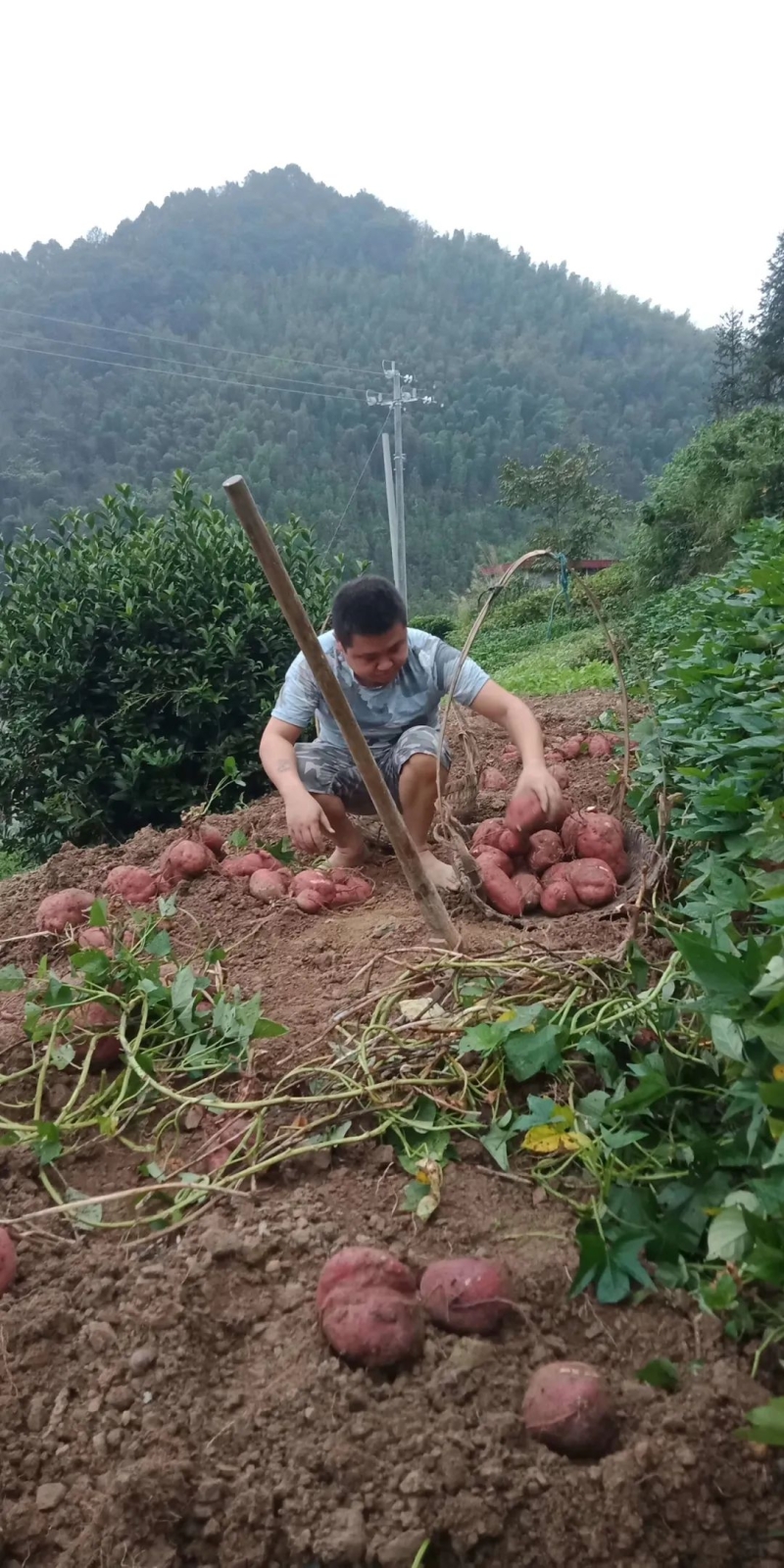 致富种植农民益阳有补贴吗_益阳农民种植致富_农村种植致富