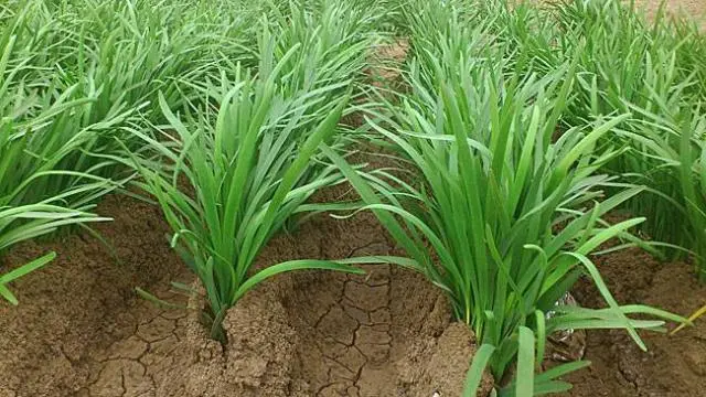 韭菜种植怎么浇水_水种植韭菜技术_韭菜种植水肥管理