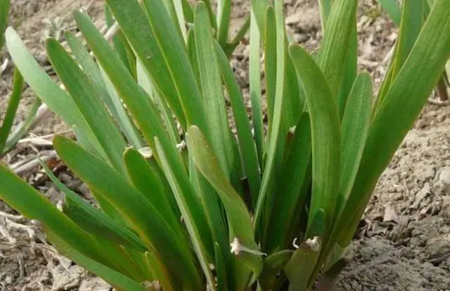 韭菜种植水肥管理_韭菜种植怎么浇水_水种植韭菜技术