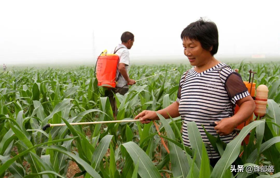 农民致富种植项目_致富种植农民种粮视频_农民种粮种植致富