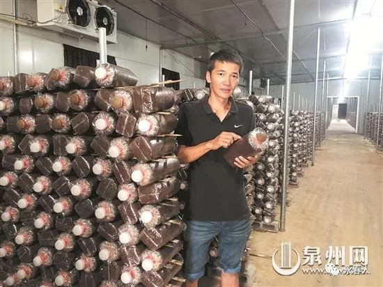 永春人曾仲明：他18年专注种植食用菌