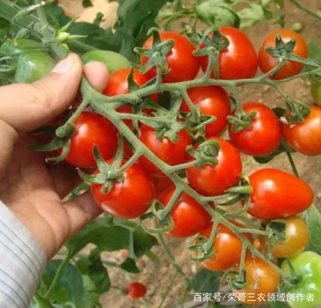 西红柿种植方案_小西红柿的种植技术_西红柿种植技术与管理视频教程