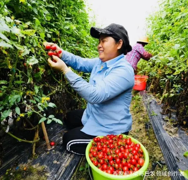 小西红柿的种植技术_西红柿种植方案_西红柿种植技术与管理视频教程