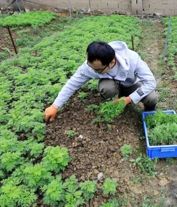 农村种植青蒿致富_致富种植农村青蒿的意义_致富种植农村青蒿视频