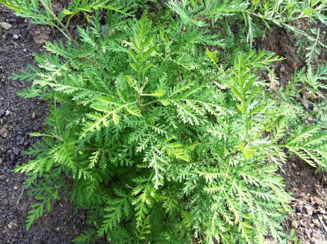 农村种植青蒿致富_种青蒿能挣钱吗_致富种植农村青蒿的意义