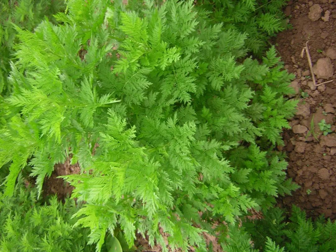 种青蒿能挣钱吗_农村种植青蒿致富_致富种植农村青蒿的意义