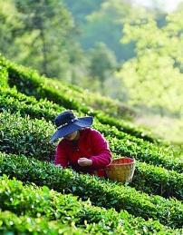 茶香缕缕 一片叶子写下“共富之约”