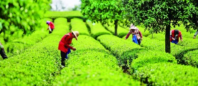 茶香缕缕 一片叶子写下“共富之约”