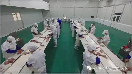 河北省内最大的肉兔养殖场_致富经创业项目农村养殖肉兔_河北省养殖肉兔致富案例