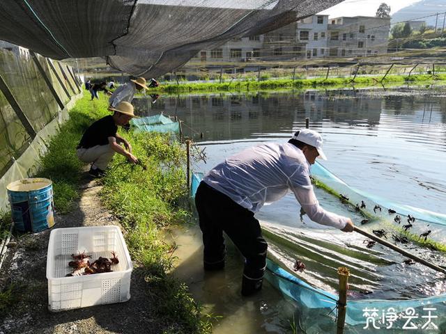 致富经龙虾养殖技术视频_致富经小龙虾养殖_养殖小龙虾致富