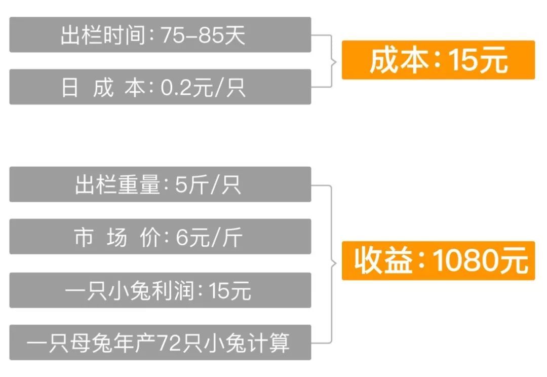 河北省养殖肉兔致富案例_肉兔养殖合作_2020年养殖肉兔前景如何