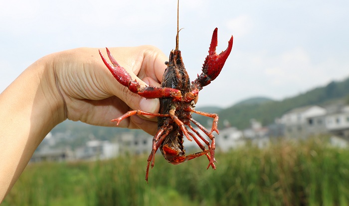 养殖小龙虾致富_致富龙虾养殖小视频_致富龙虾养殖小视频大全