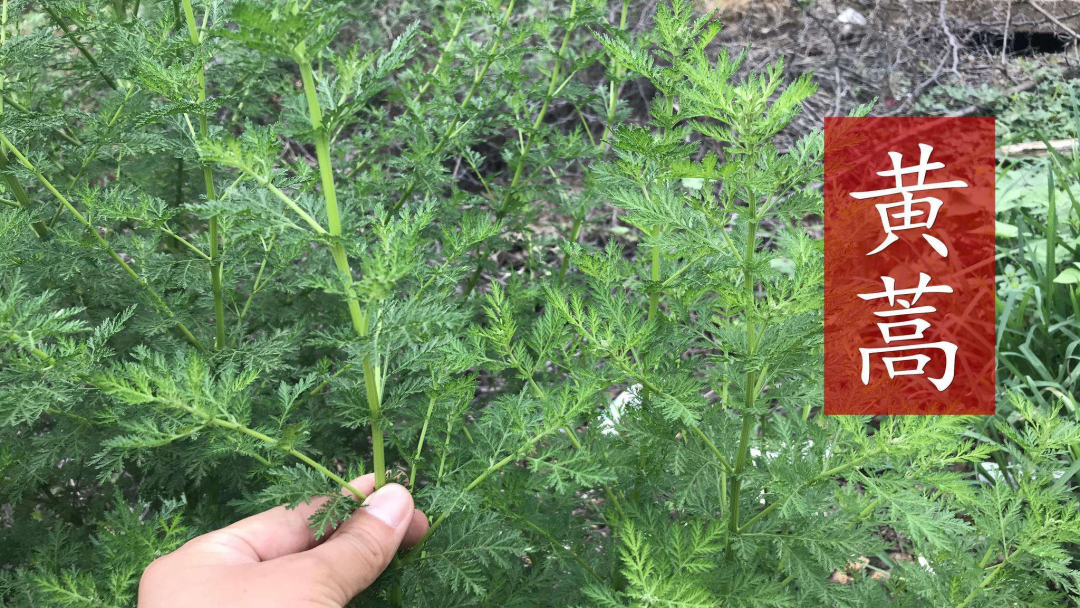 农村这种植物，别名有臭蒿草，青蒿素并不来源于青蒿，你知道吗？