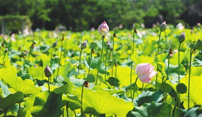 致富经水芹_致富经水培蔬菜视频_致富经水果篇