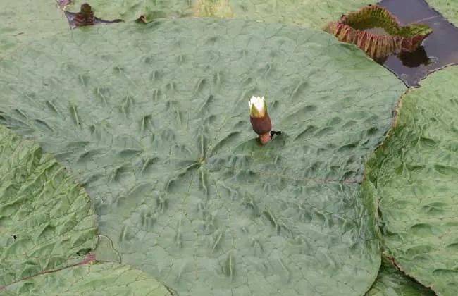 深山种植什么赚钱_致富深山种植果树视频_种植深山致富果