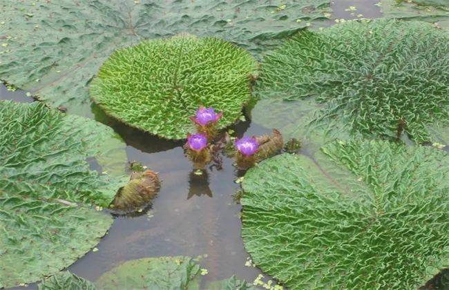 深山种植什么赚钱_种植深山致富果_致富深山种植果树视频