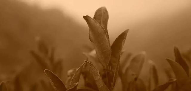 广西贺州适合种植什么草药_贺州种植致富_贺州药材种植