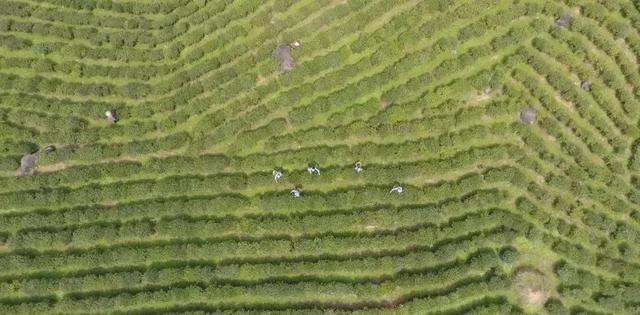 广西贺州适合种植什么草药_贺州药材种植_贺州种植致富