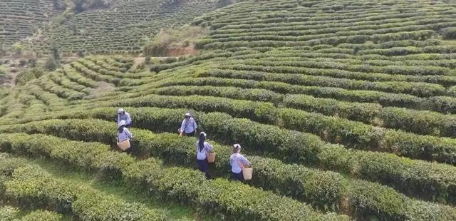 贺州药材种植_贺州种植致富_广西贺州适合种植什么草药