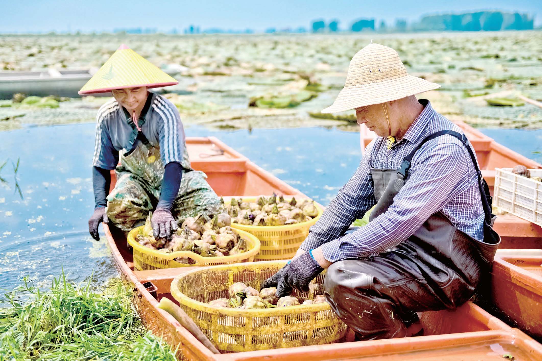 致富经水果篇_致富经水产_致富经水芹