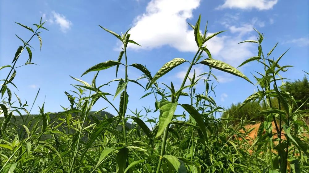 种草致富经_致富草的种植_致富种植视频全集