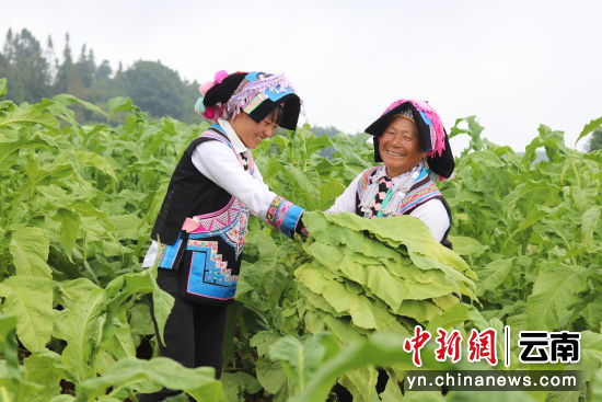 贺州农业种植_贺州种植致富_广西贺州适合种植什么草药