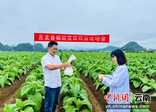 广西贺州适合种植什么草药_贺州种植致富_贺州农业种植