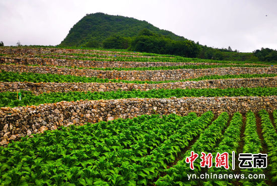 广西贺州适合种植什么草药_贺州种植致富_贺州农业种植