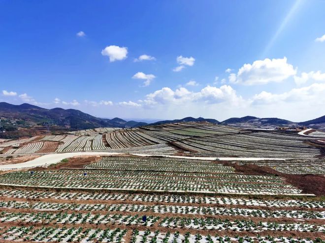 龙骨菜种植致富_龙骨种植_龙骨的种植方法和注意事项