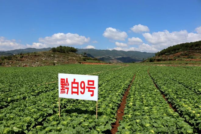 龙骨菜种植致富_龙骨的种植方法和注意事项_龙骨种植