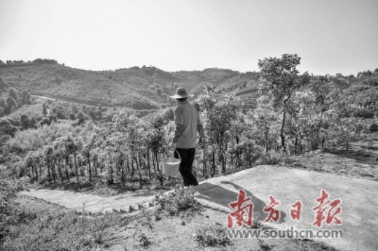 [梅州]南药飘香益千家 平远县梅片产业助近四百人脱贫