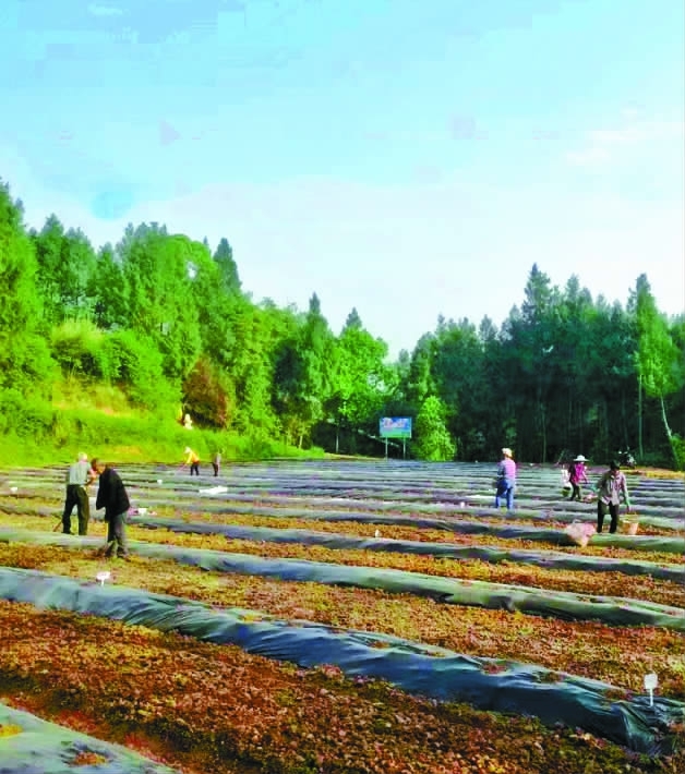 黄精种植农村致富_黄精种植农村致富_黄精种植农村致富