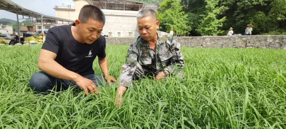 致富经种植亩收入过亿_种植致富新项目_种植业致富