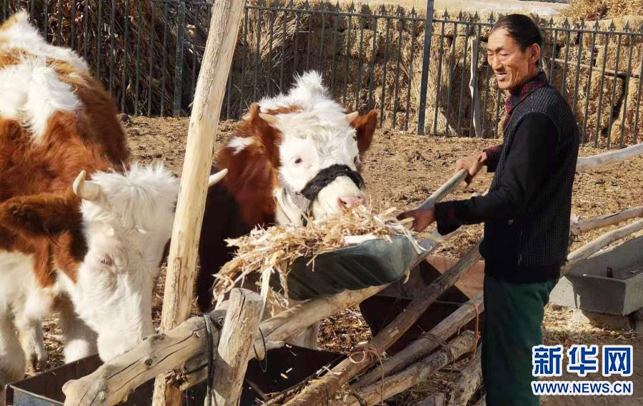 视频致富养殖大牛是真的吗_养牛视频致富经_大牛养殖致富视频