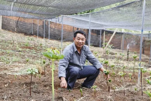 种植魔芋挣钱吗_致富种植魔芋图片_魔芋种植致富经