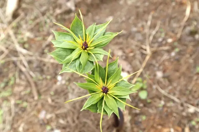 致富种植魔芋图片_魔芋种植致富经_种植魔芋挣钱吗