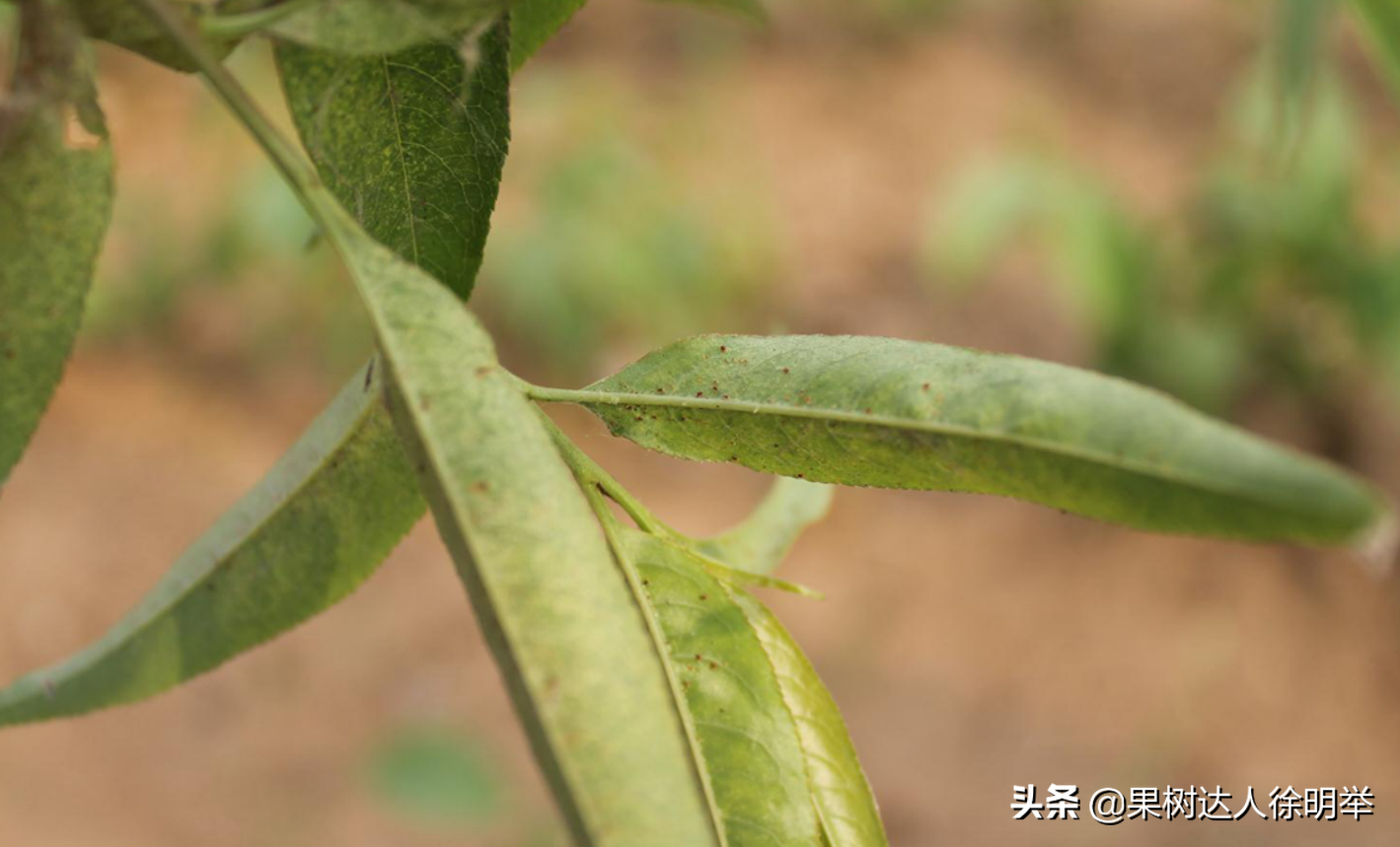 大棚桃栽培技术_大棚桃树的种植方法和管理视频_大棚桃种植技术视频