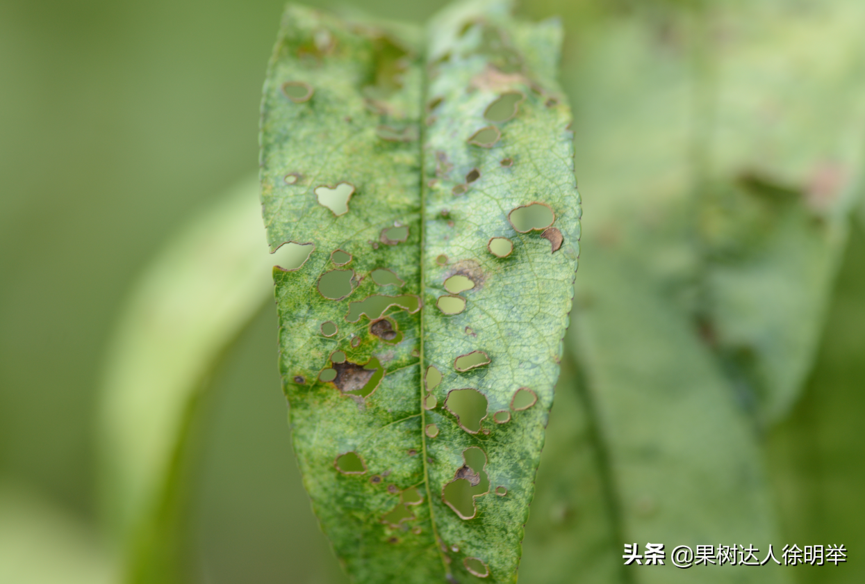 大棚桃栽培技术_大棚桃种植技术视频_大棚桃树的种植方法和管理视频