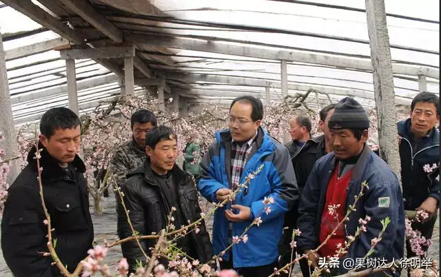 大棚桃树的种植方法和管理视频_大棚桃种植技术视频_大棚桃子种植技术视频