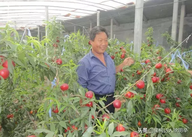 大棚桃树的种植方法和管理视频_大棚桃种植技术视频_大棚桃子种植技术视频