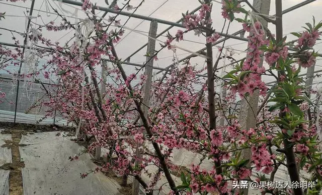 大棚桃种植技术视频_大棚桃子种植技术视频_大棚桃树的种植方法和管理视频