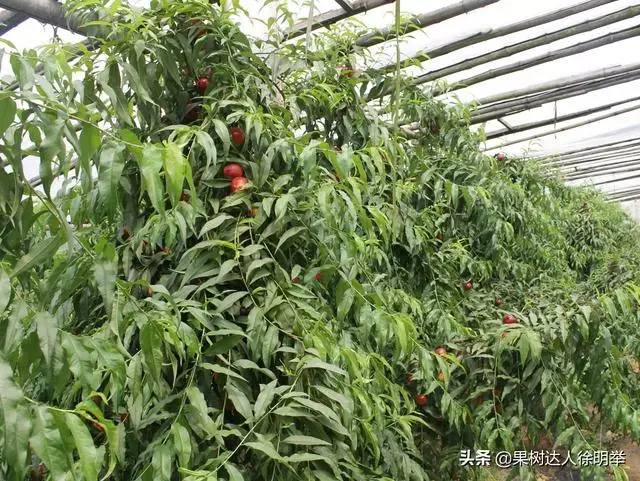 大棚桃种植技术视频_大棚桃树的种植方法和管理视频_大棚桃子种植技术视频