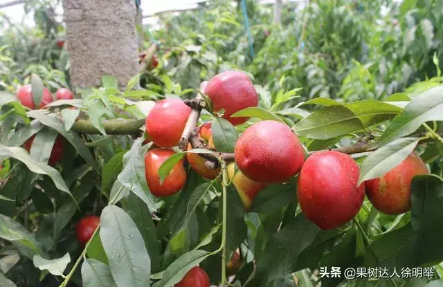 大棚桃子种植技术视频_大棚桃树的种植方法和管理视频_大棚桃种植技术视频